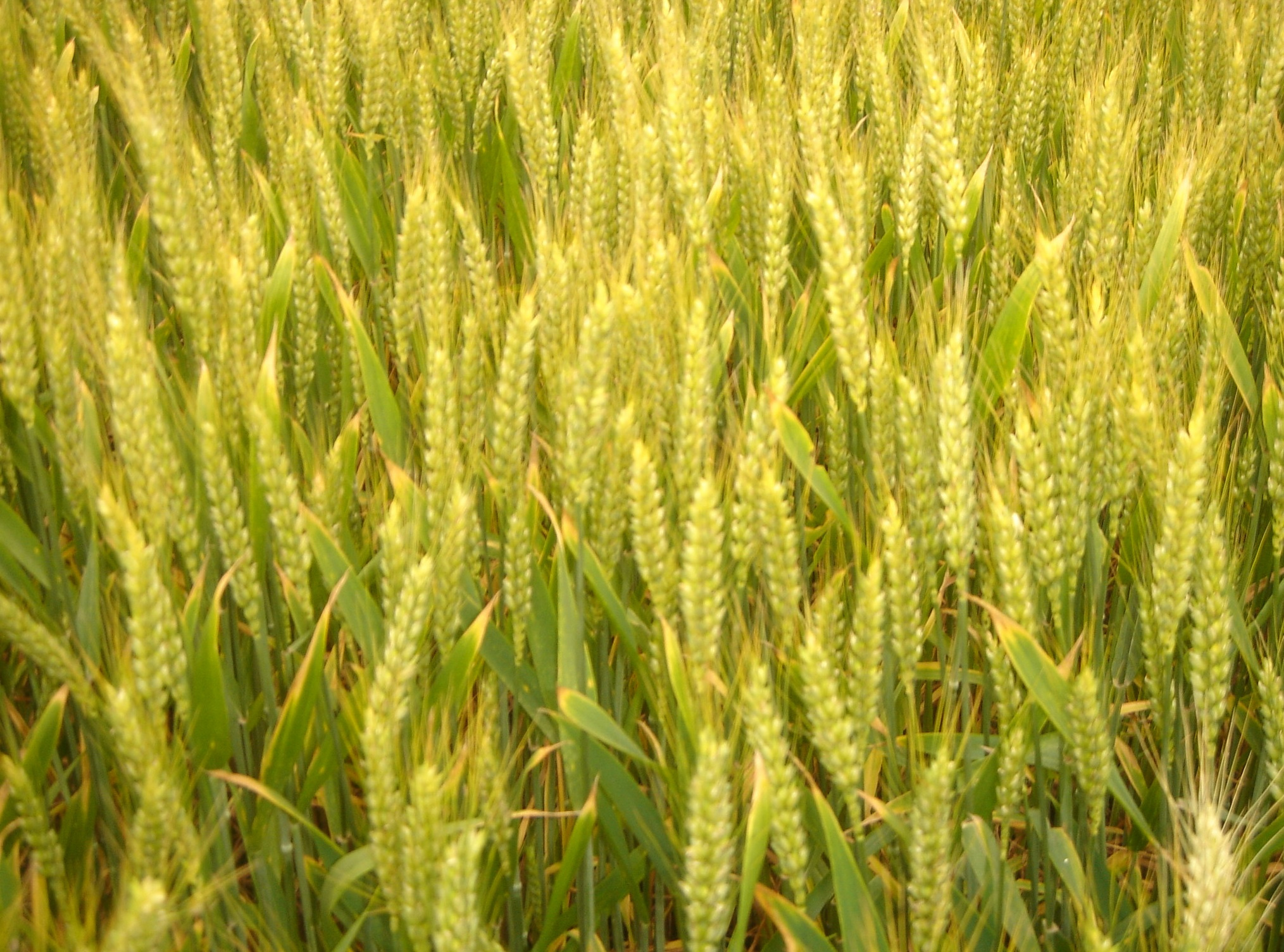 小麦生长要经历哪五个阶段,每个阶段注意哪些事项才能提高产量?