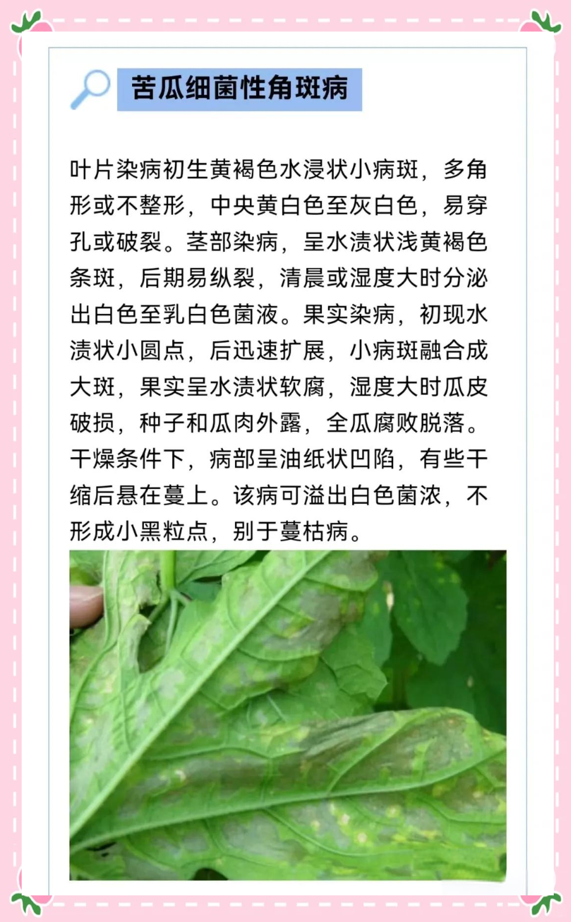 苦瓜多种病害高清图谱及介绍