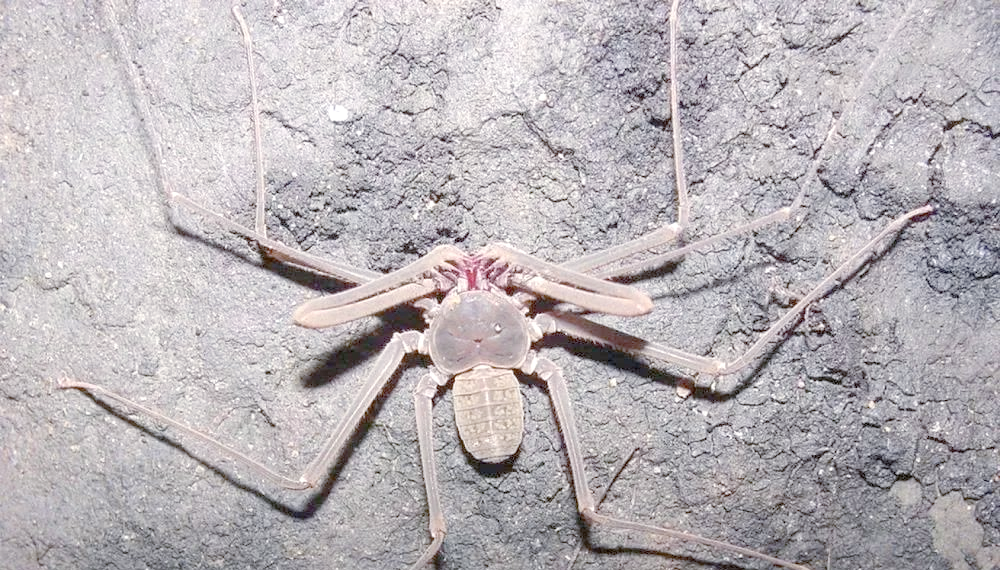 鞭蛛:古老而独特的捕猎者,与同类互动谜团