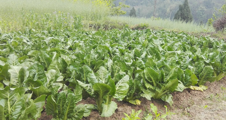 牛皮菜种植时间与方法