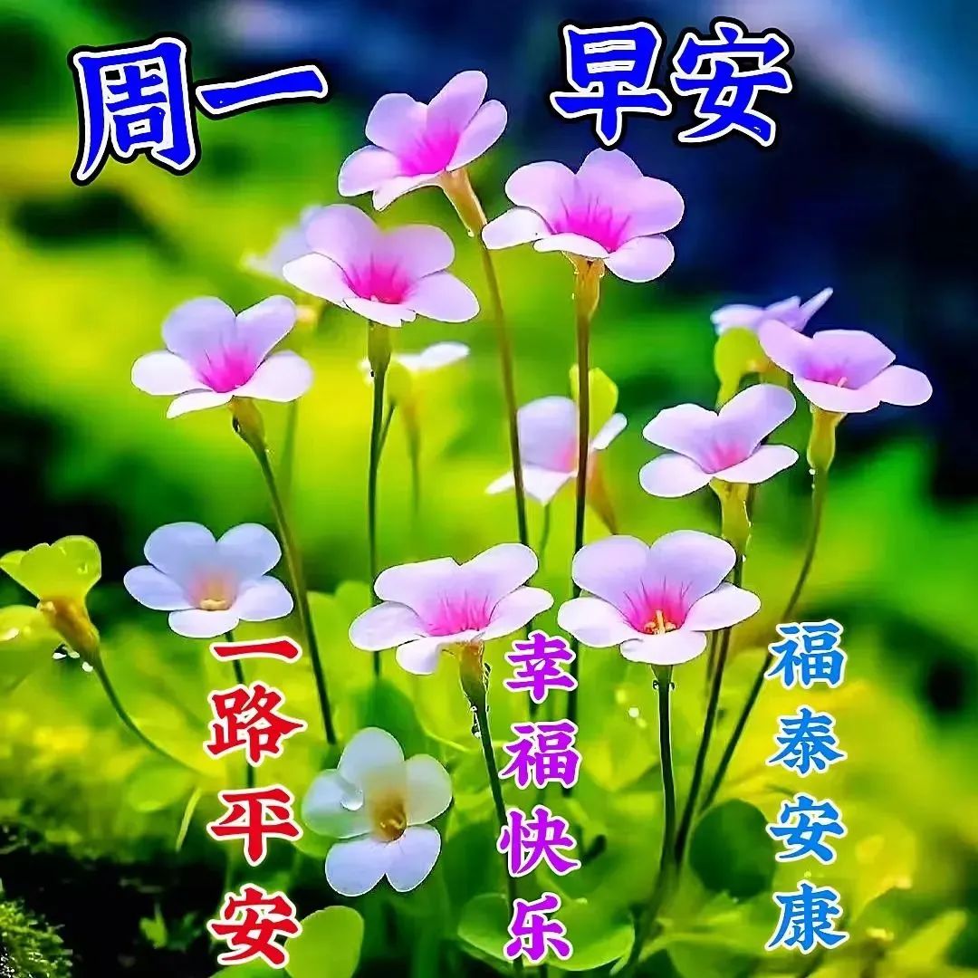 周一早安,享受生活中的点点滴滴,健康快乐度过每一天