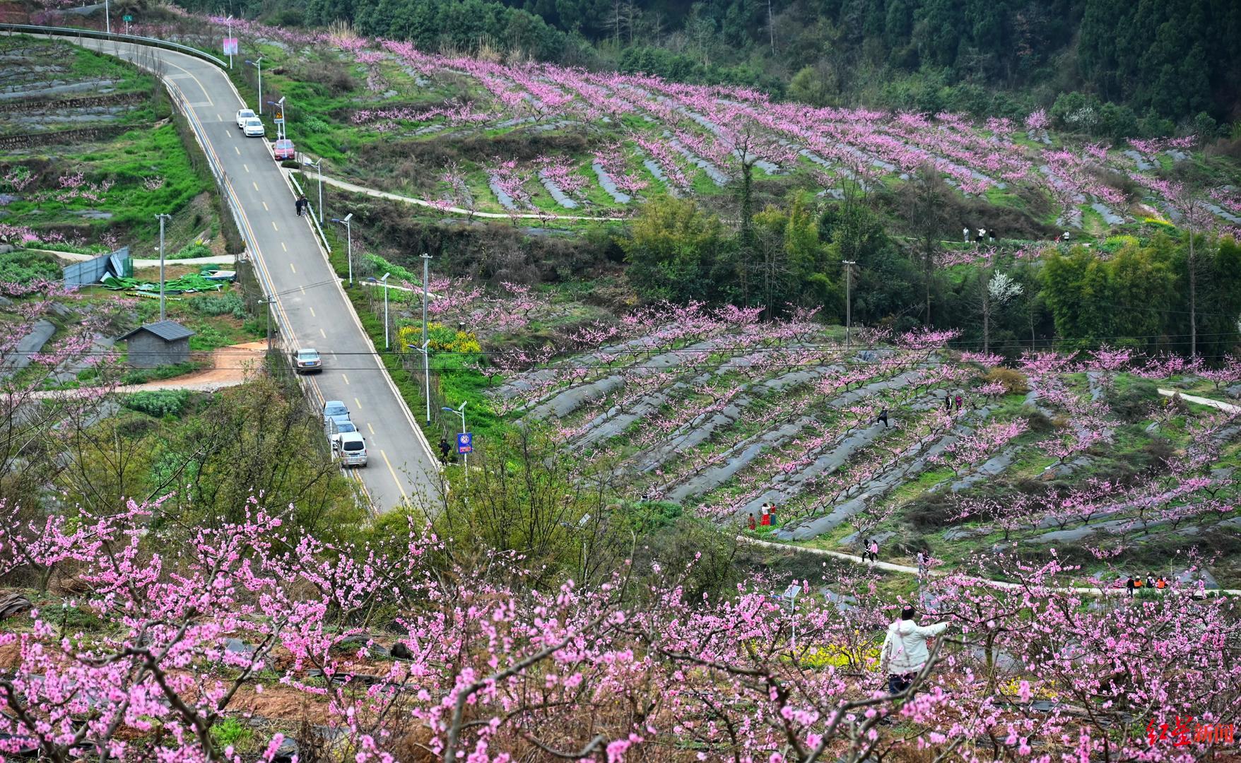 龙泉桃花故里景区图片