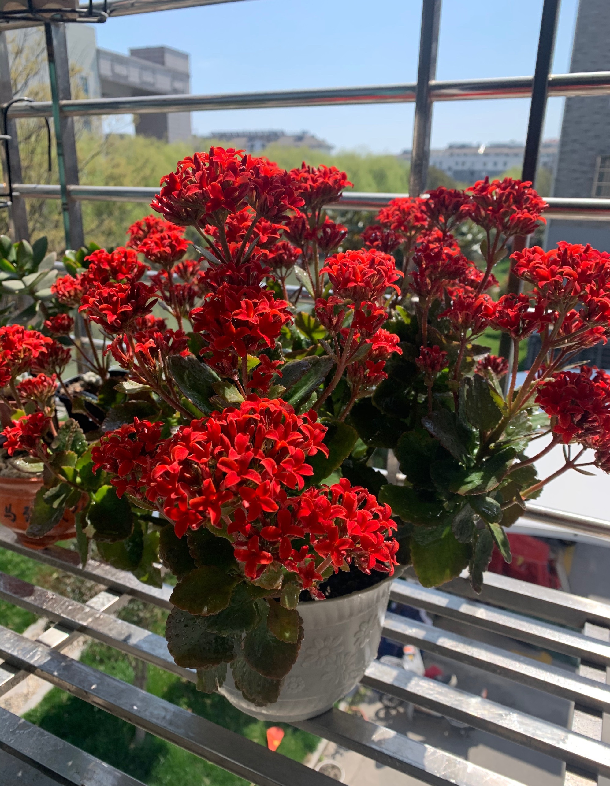 年宵花盆栽"红唇"—花朵大红色,美丽又喜庆,花期长,还很好养