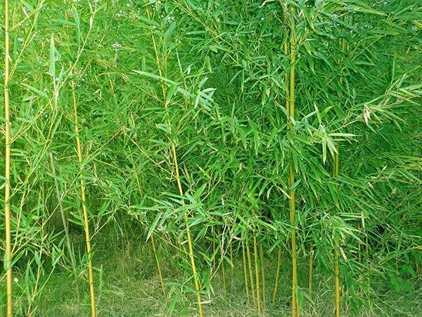 北方的竹子品种图片