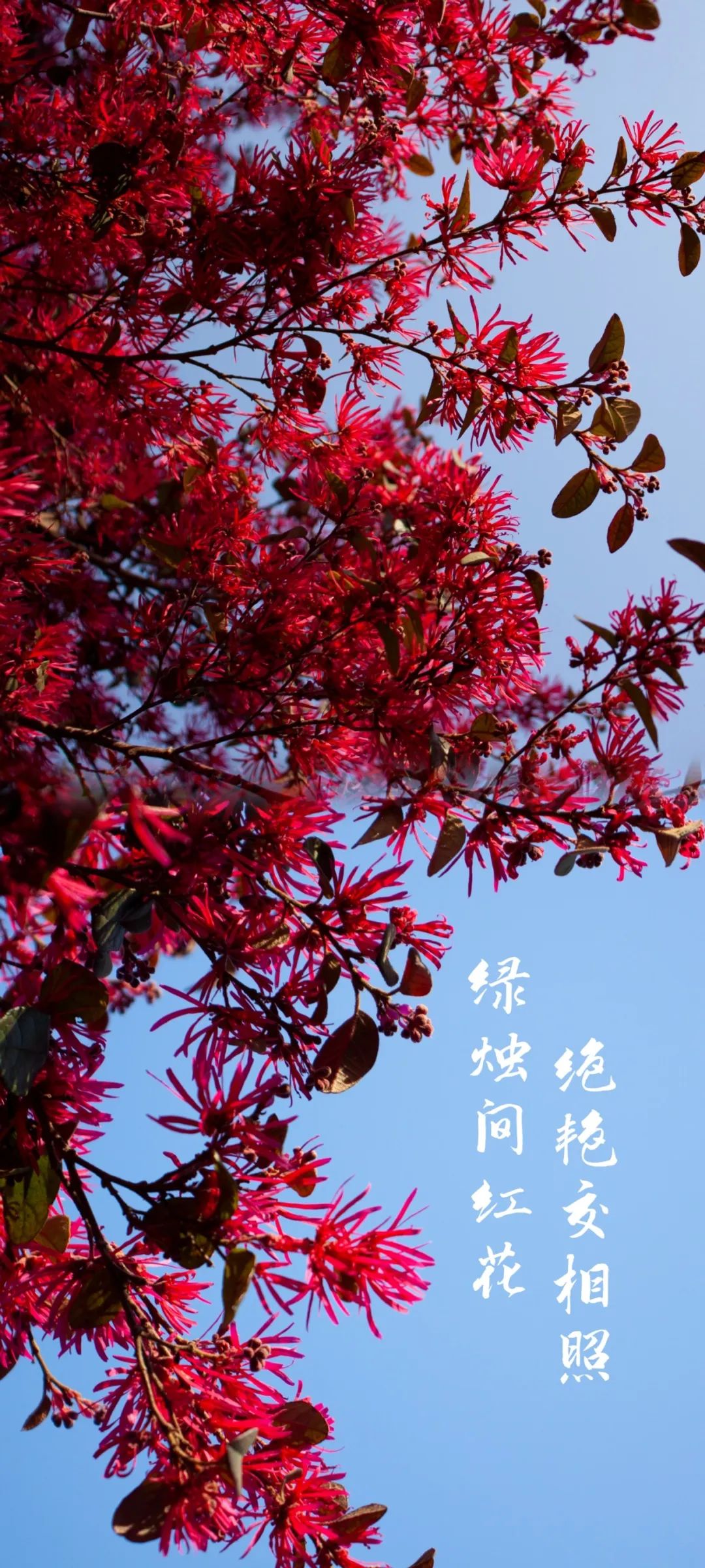 南昌大学的"花样年华"