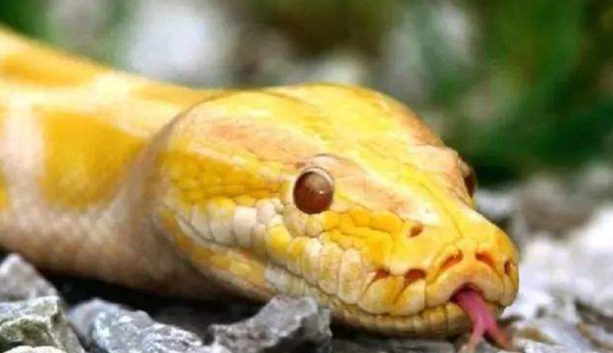 黄金蟒体温如何变化?为什么黄金蟒能成为宠物?