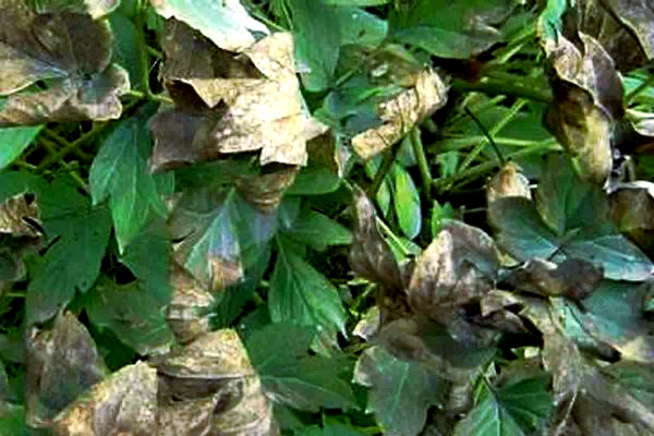 牡丹病害防治全攻略:深入探讨灰霉病,褐斑病及其他主要病害