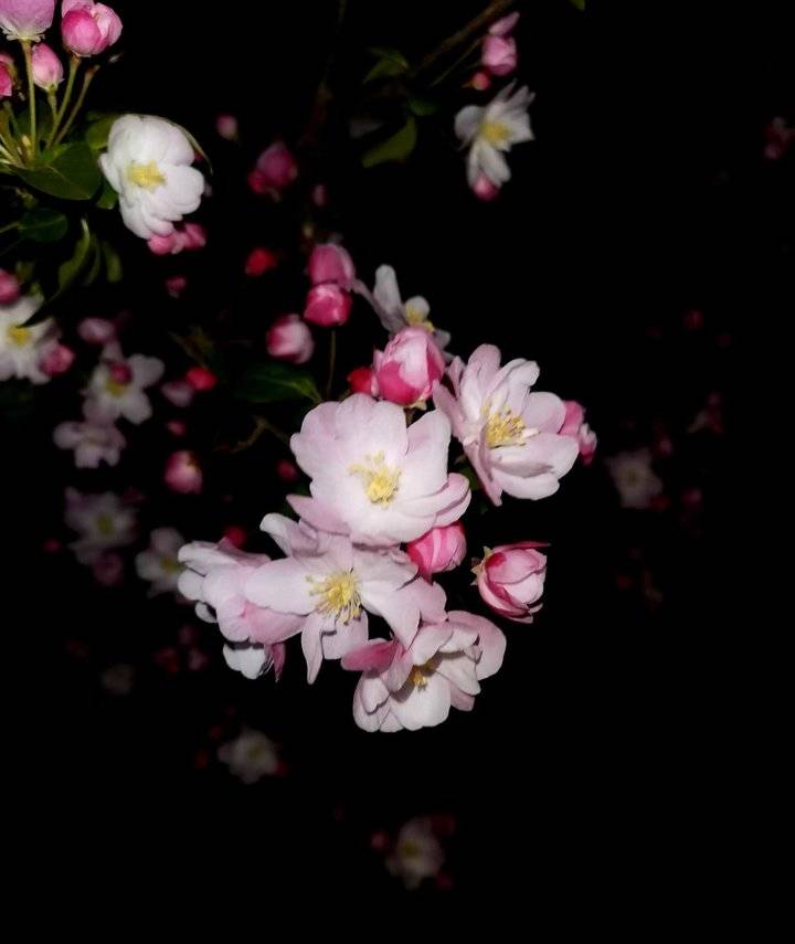 夜晚海棠花的图片图片