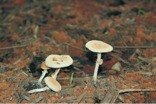 沅江芦菇:带富"钱"景 不可"菇"量