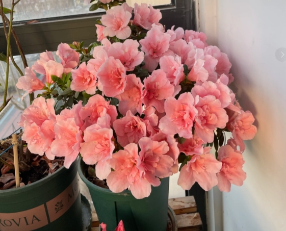 十大最难养的花,你敢挑战吗?