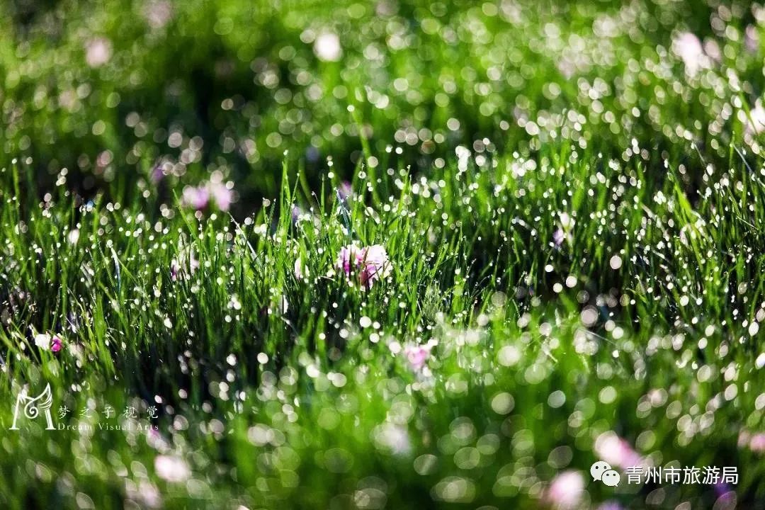 細雨落在枝葉上,花蕊上,陽光透過雲彩打在上面,晶瑩剔透