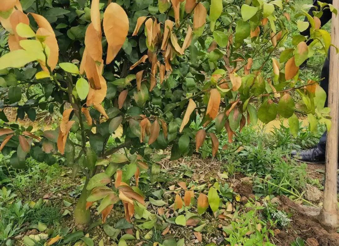 炭疽病防治