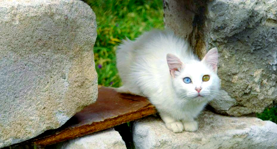 土耳其梵猫:优雅与力量的完美结合