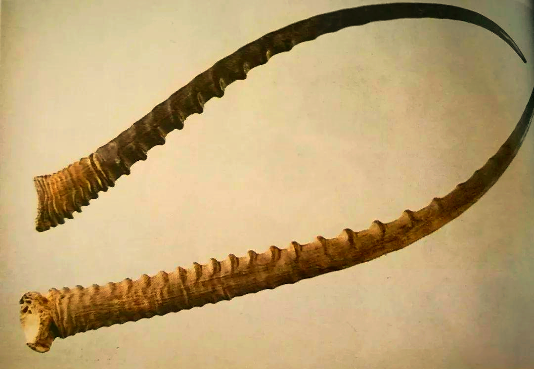 藏羚羊角羚羊角成药饮片羚羊角镑片:其横切面呈现类圆形薄片,颜色介于