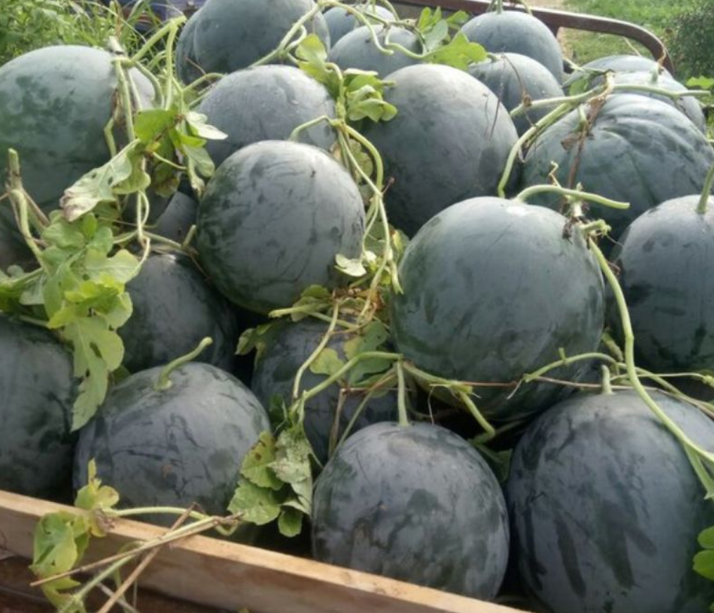 两毛一斤的水果之王,黑皮瓜在20年前风靡一时,为何如今没人种?