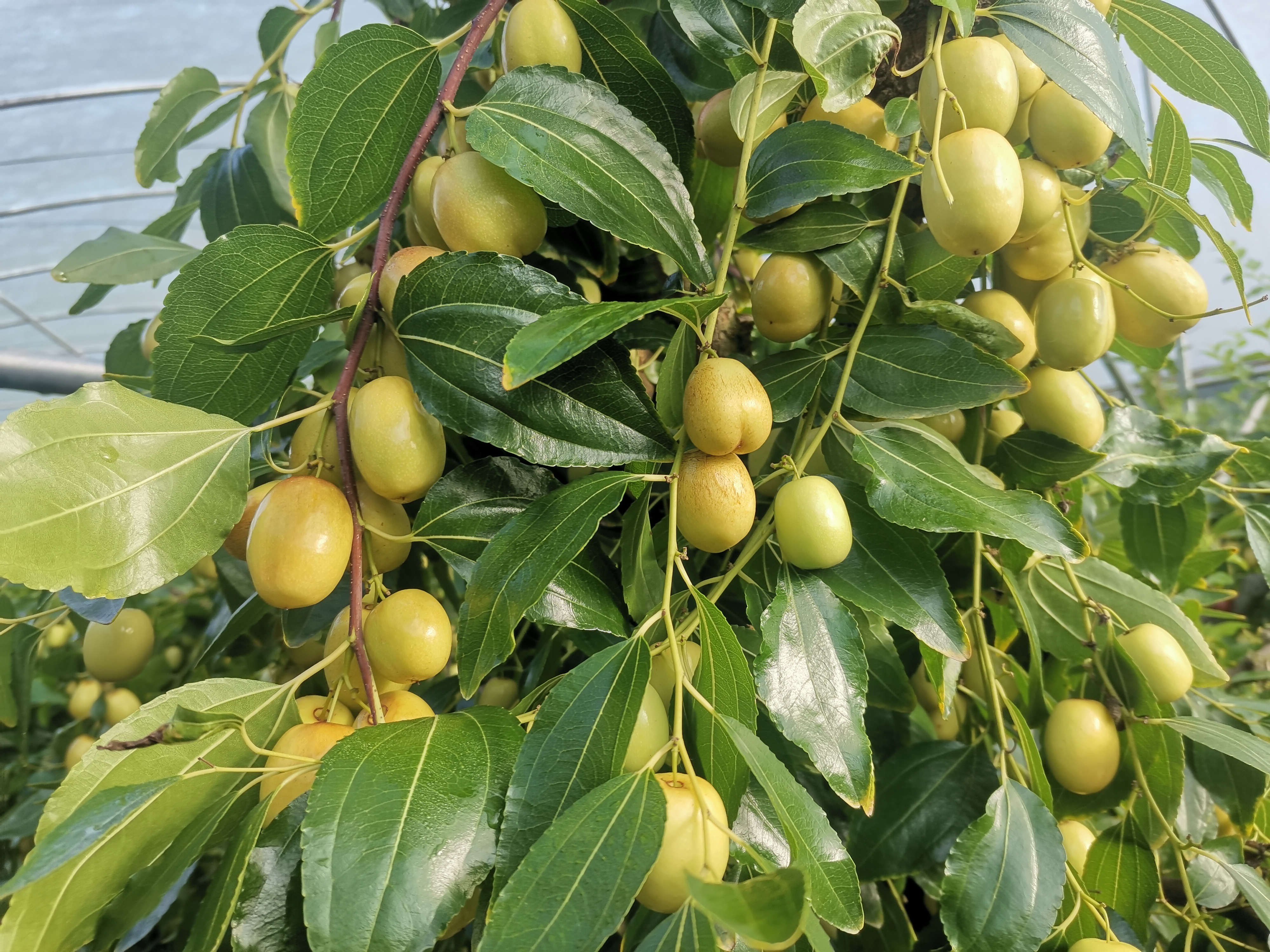 大棚米枣上市枣农迎来丰收季