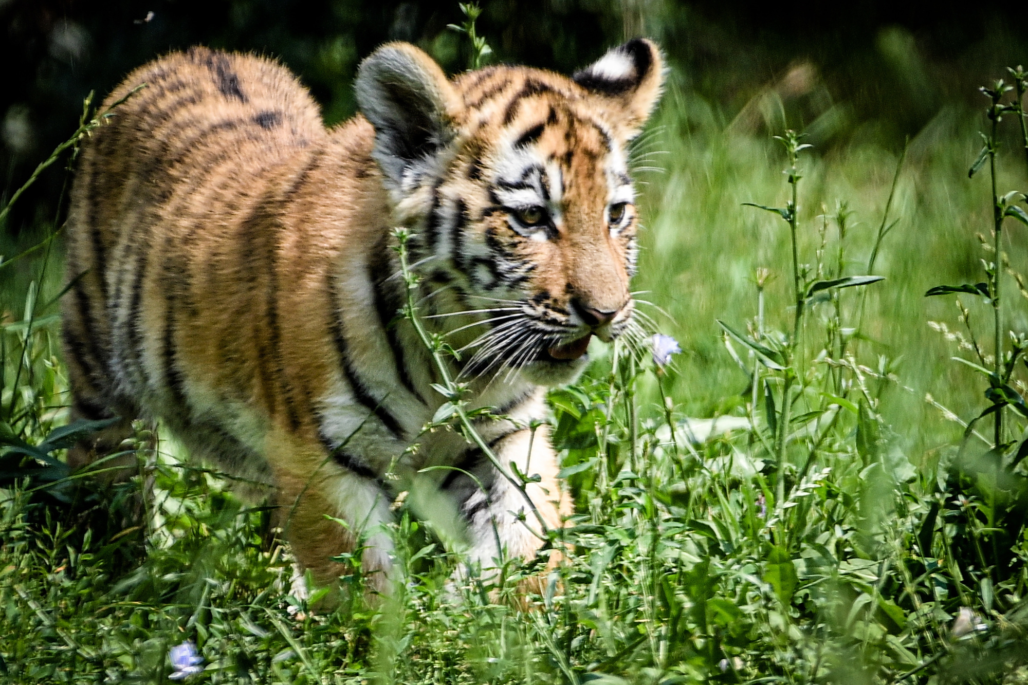 (6)杜伊斯堡动物园的小老虎