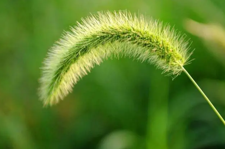 狗尾巴草是一种常见的室内绿植,也叫作狗尾草或猫尾草,在全球范围内都