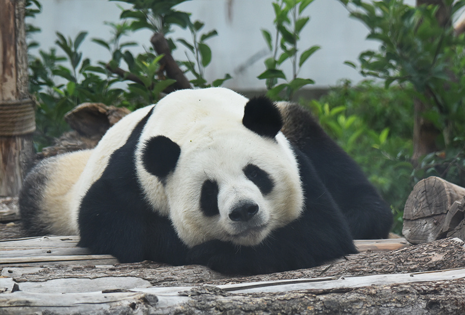 别跑空!上海动物园熊猫"丫丫"居家隔离中,熊猫星光丶和风待客