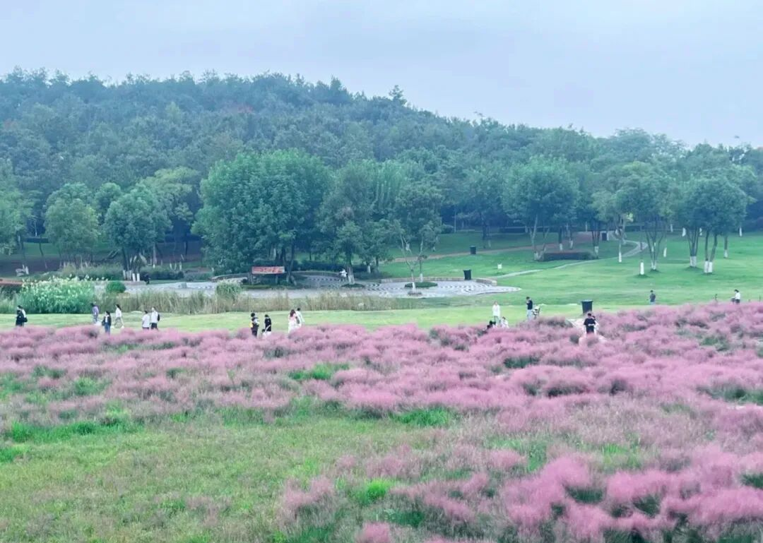 武汉光谷二妃山:粉色花海与城市天际线的浪漫邂逅