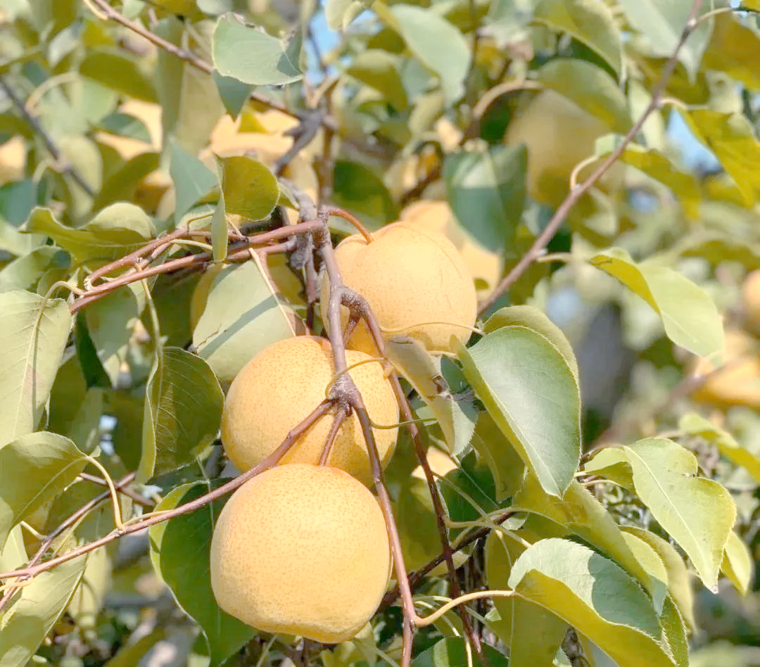 安徽砀山老树梨,皮薄个大,口感香脆甜美!