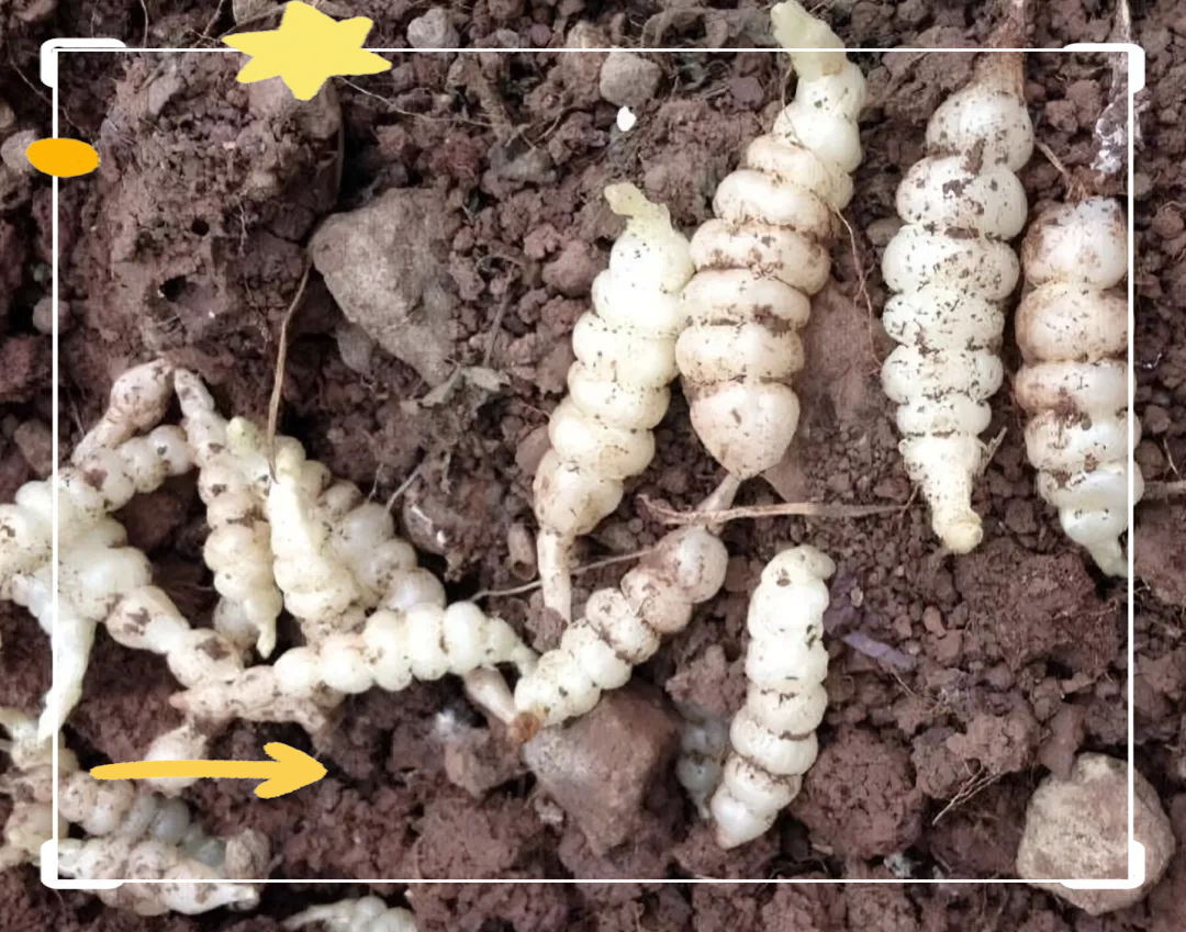 地蚕:一种具有多重功效的中草药,主治肺痨咳嗽,吐血及烫伤等