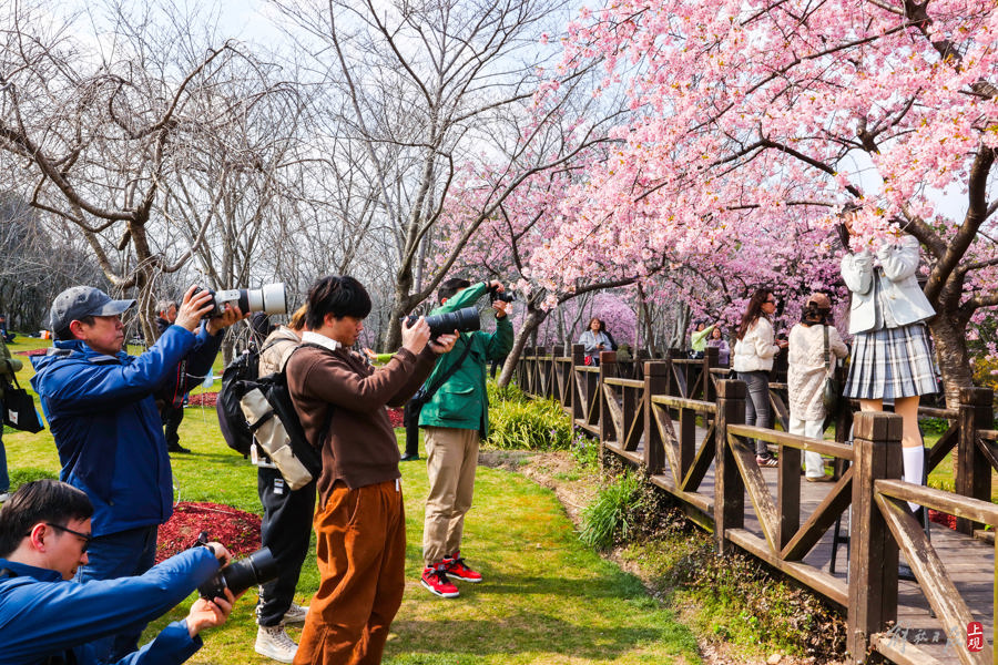 顾村公园里,有人提前为上海樱花节预热