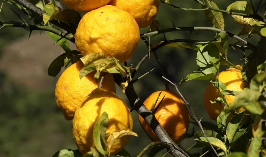 镇康凤尾镇:酸骂溜成熟上市