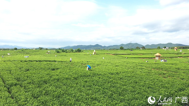 广西横州茉莉花:产量占全球六成 富农兴万家
