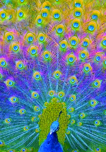 多款绝美孔雀开屏图,寓意吉祥富贵,值得分享!
