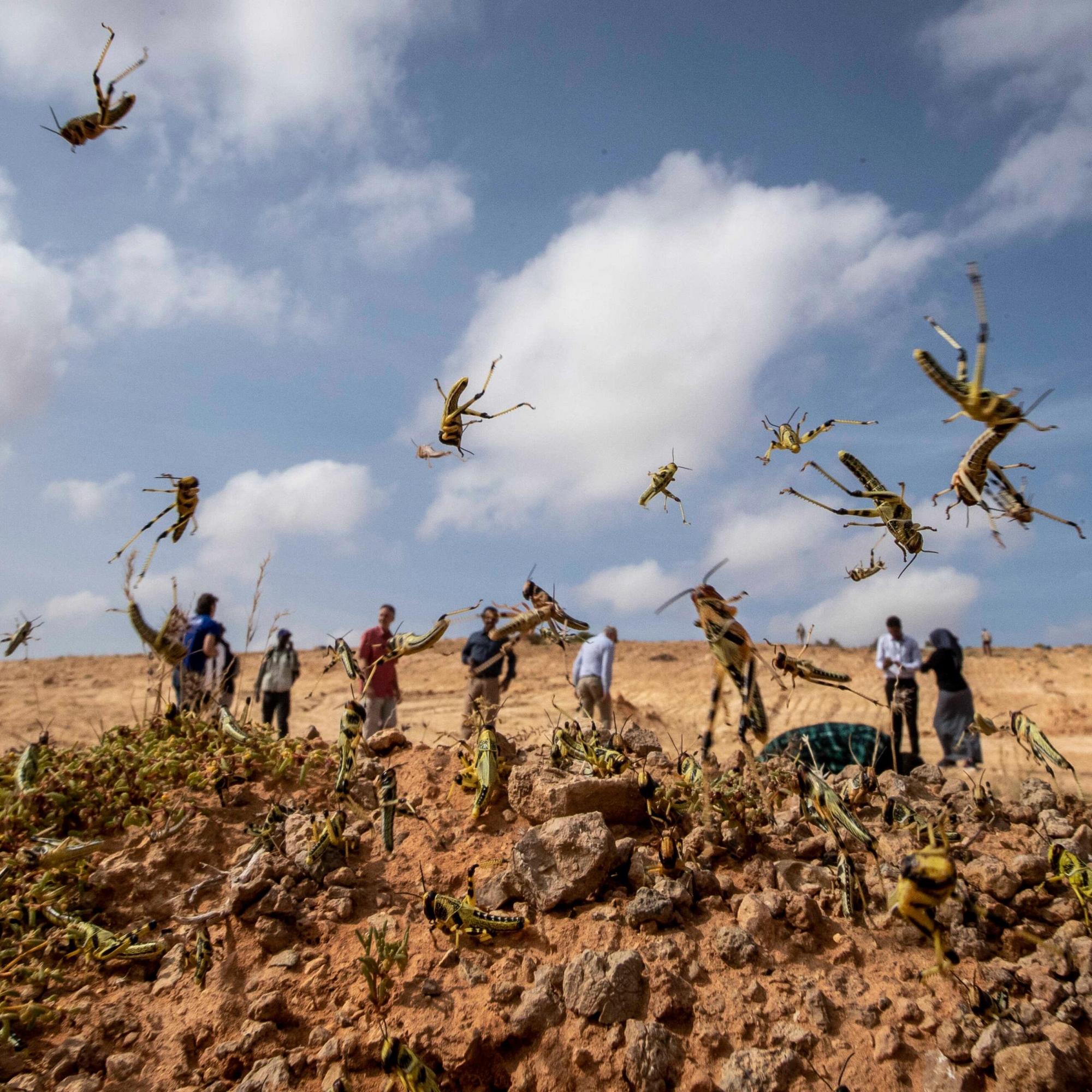 古代常见蝗灾,为何现在没有了?难道都被吃货吃光了?