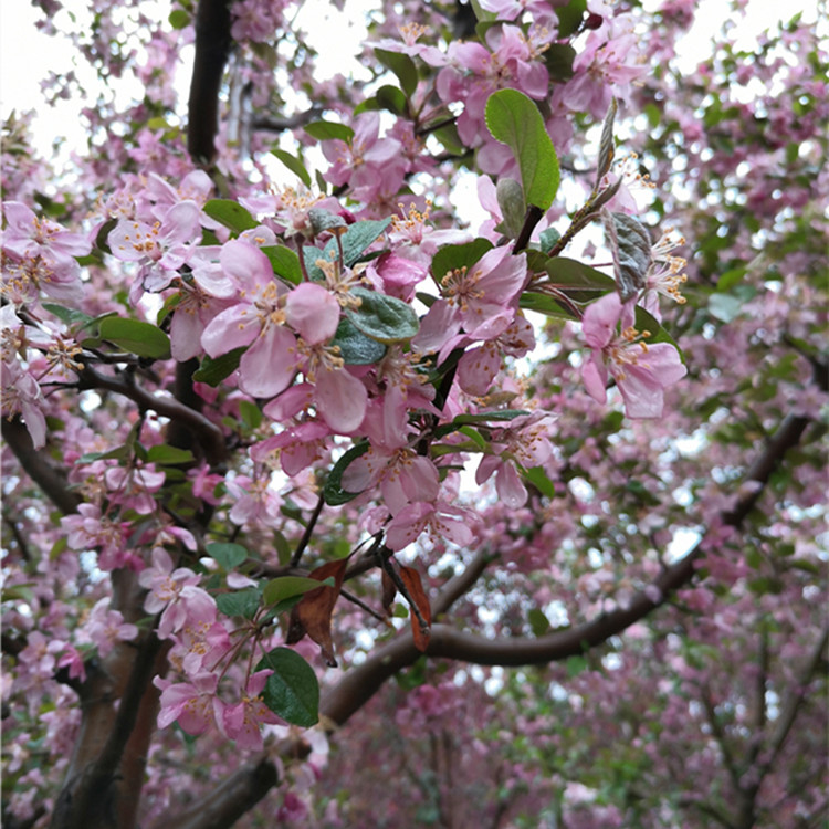 罗宾逊海棠的养护技巧