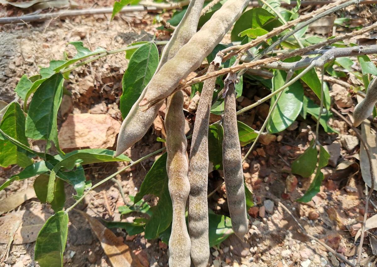 号称"南方人参",过去山中常见,如今400元1公斤,有人靠它致富