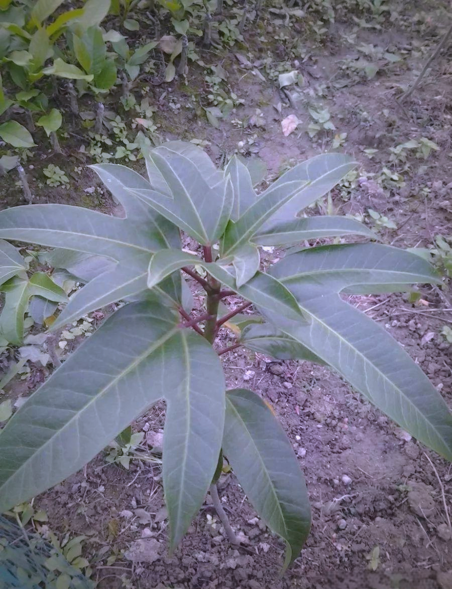 半枫荷:从外观到功效全面了解这种珍稀植物