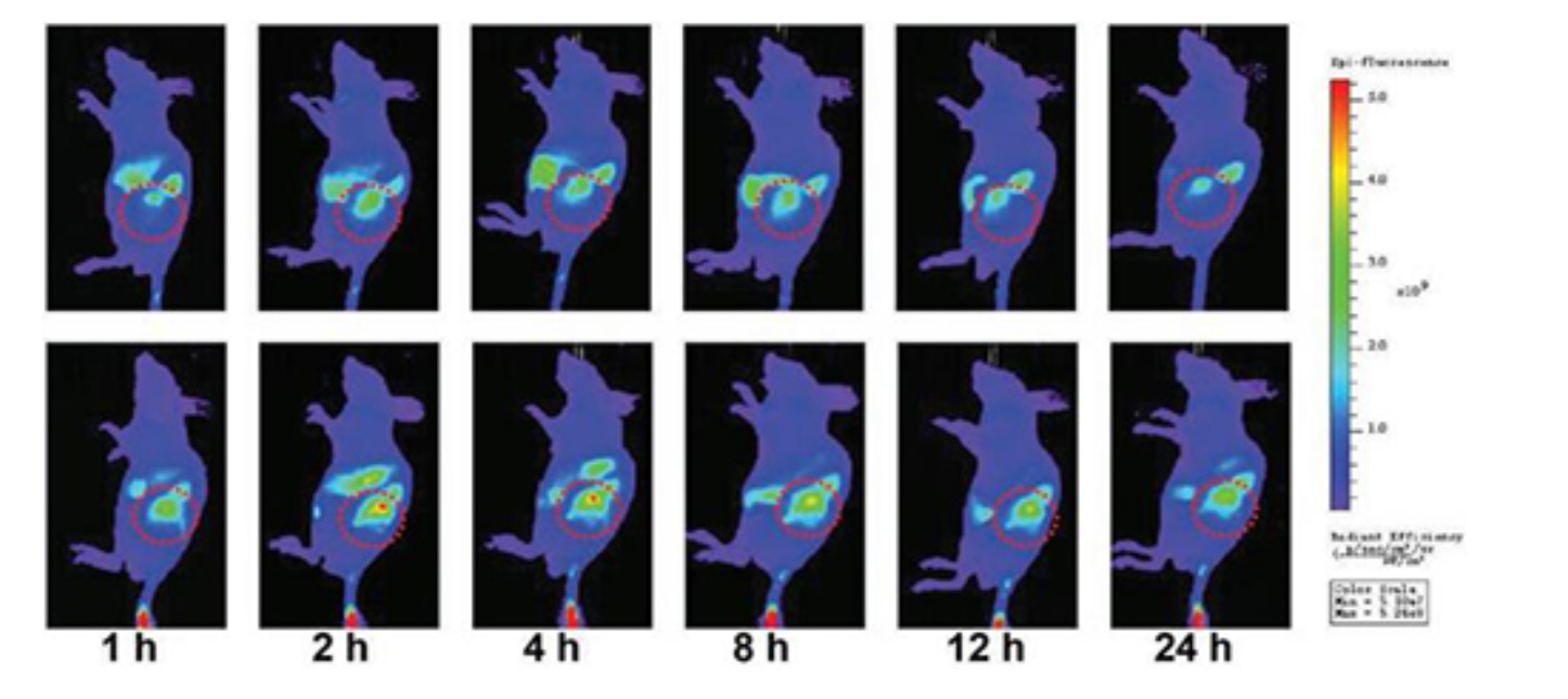 5 nhs|磺酸基-cy5.5琥珀酰亚胺|sulfo-cyanine5.5 nhs