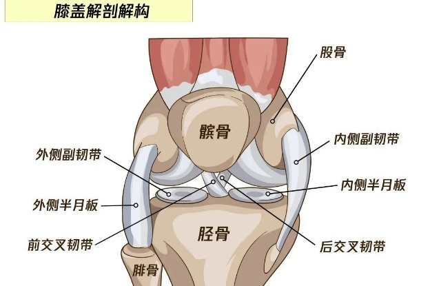 膝关节疼痛位置图解图片