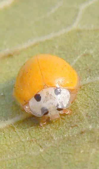 探索多彩瓢虫世界