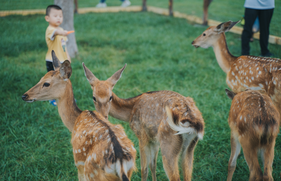 全新鹿岛公园来了!去长兴岛跟小鹿玩吧