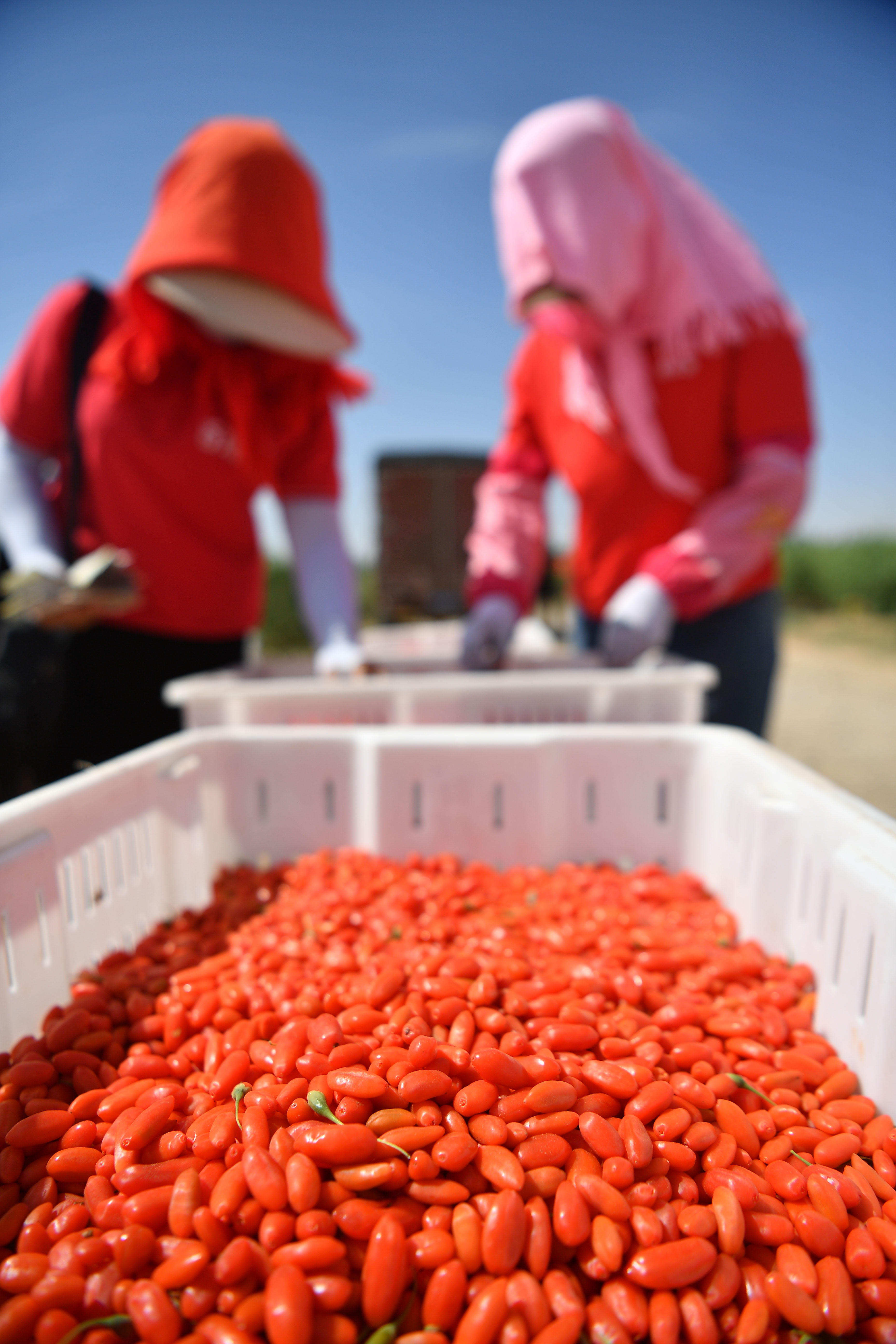 (经济)宁夏:头茬枸杞采摘忙