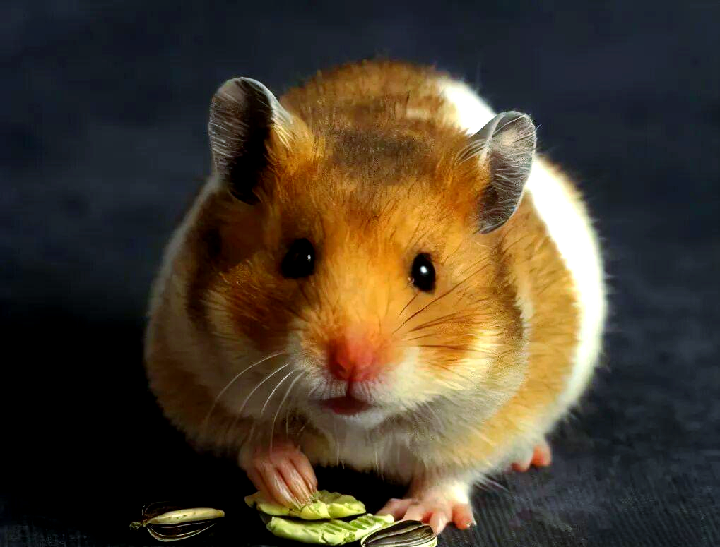 李居明生肖运势鼠年(李居明2020年生肖鼠运势)