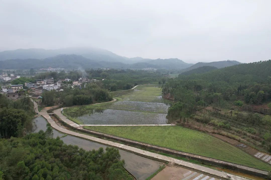 扩大丝苗米种植规模,清远佛冈迳头镇迈向质效同增发展路径