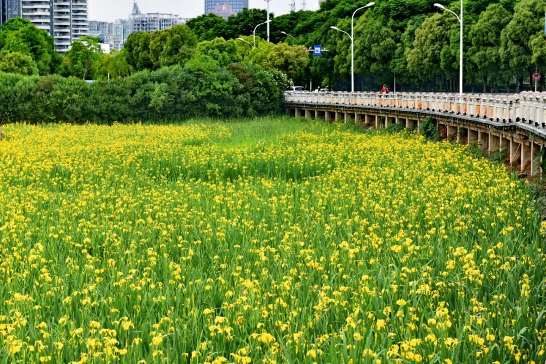 结果出炉今年也是精致的沙湖公园