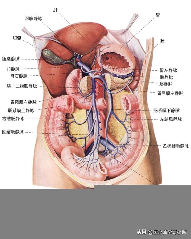 「高清彩图」全身动静脉血管和循环以及五官解剖
