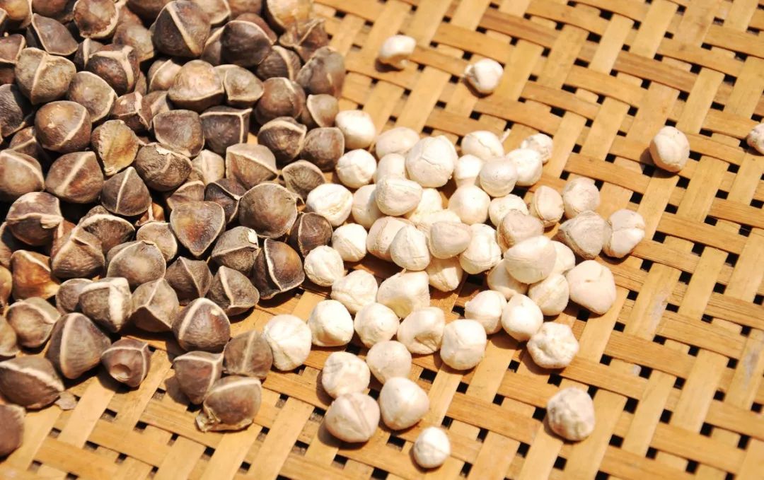 不同人群如何食用辣木籽?哪些朋友不适合吃辣木籽?