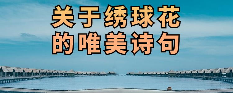 关于绣球花的唯美诗句