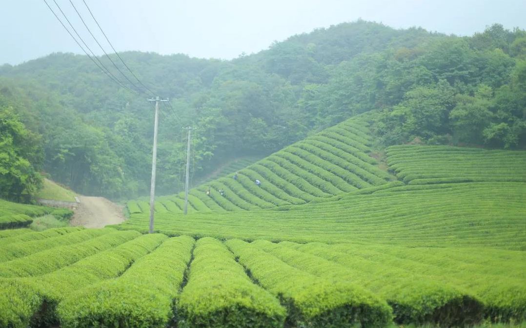 这位人大教授让浙江坡塘云松村茶园能"看见"风