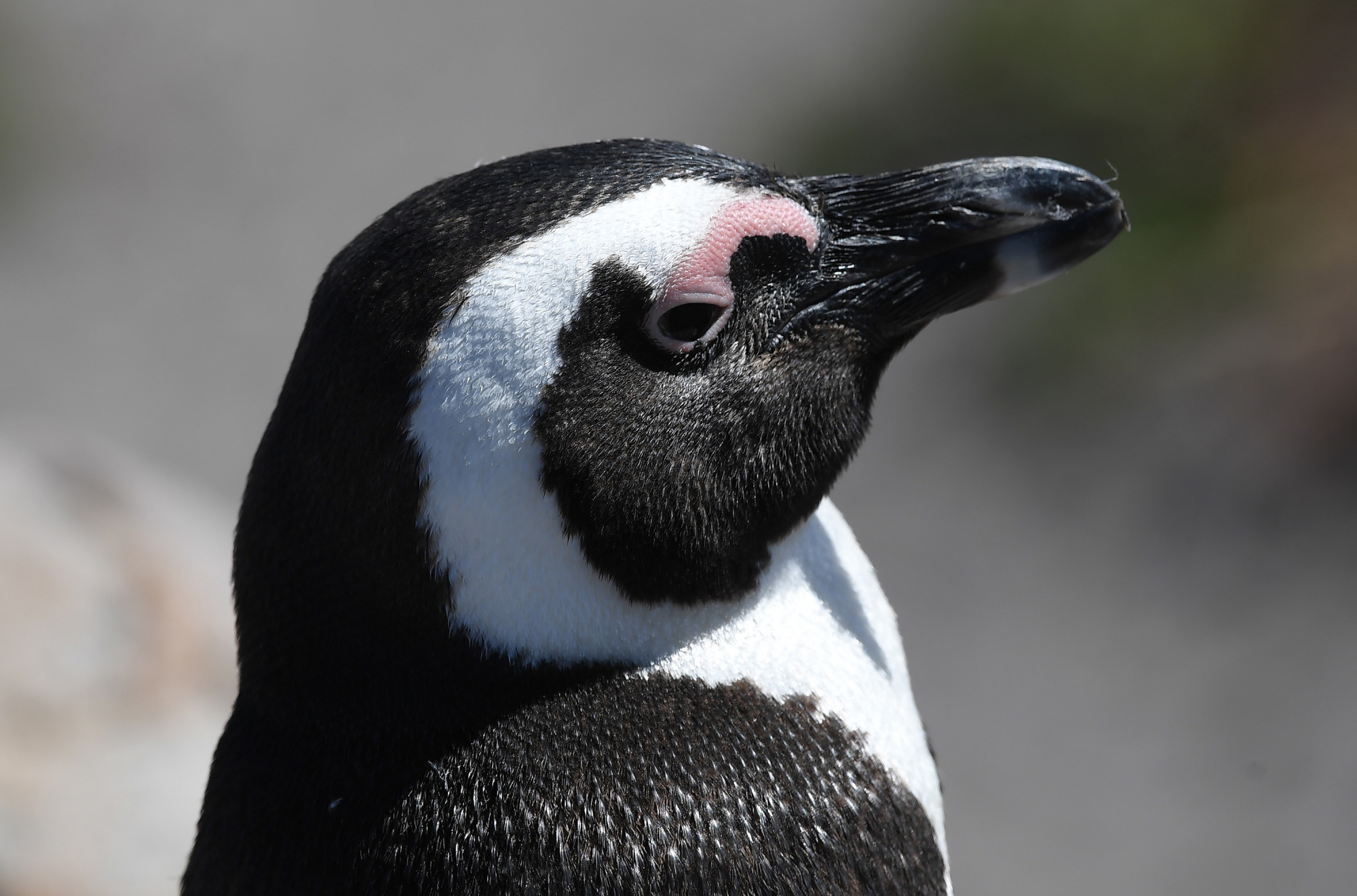 全球连线|神奇生物在哪里?——南非:非洲企鹅