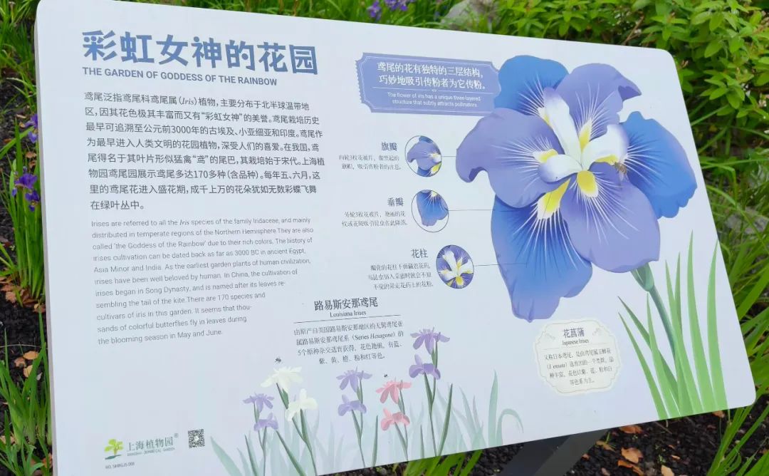 路易斯安那鸢尾水仙花鸢尾花菖蒲艺姬花菖蒲达普罗上海植物园鸢尾