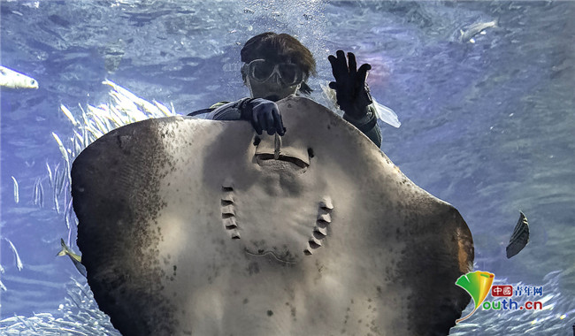 萌化人心!巨型鳐鱼享用美食后露灿烂微笑