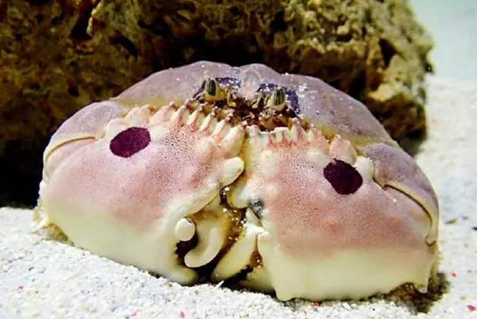 馒头蟹最疼老婆?别傻了,它是头号"渣男"!